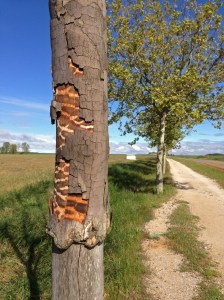 Interesting tree colours