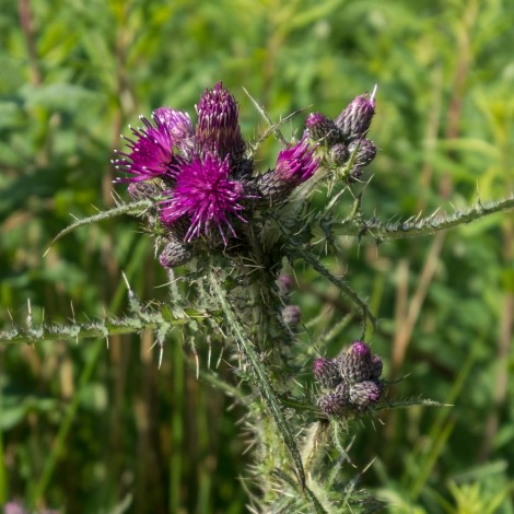 Thistle