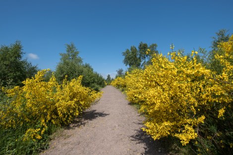 Gorse and a glorious blue sky day in Scotland