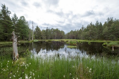 Passing wetlands in the Abernethy Forest National Nature Reserve