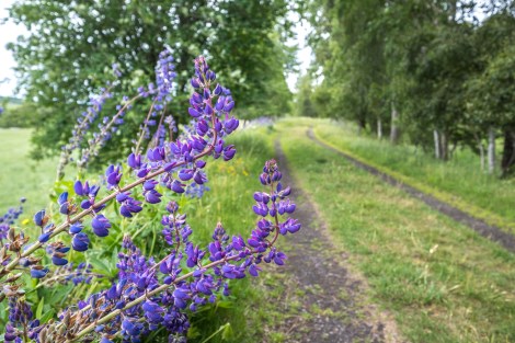 Lupins along the trail