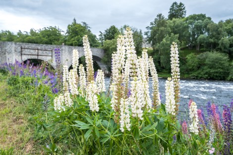 Lupins and Old Spey Bridge, Grantown on Spey