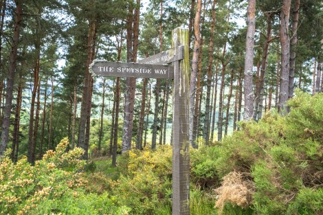 Speyside Way waymarks