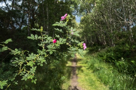 Roses along the old railway track