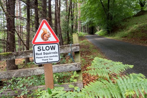 Red squirrel sign