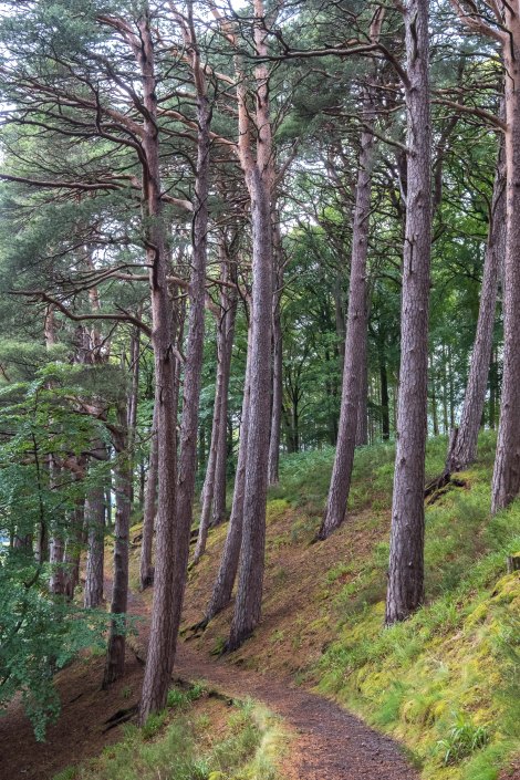 This is the beautiful side-trail to see the Earth Pillars before Fochabers
