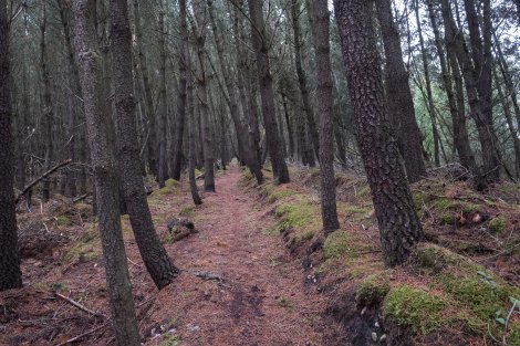 These woods take you around the Spey Bay golf course