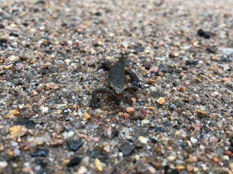 The one and only newt I saw