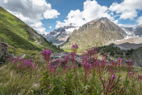Fireweed (Chamaenerion angustifolium) along the TMB