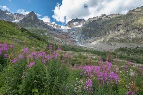 Fireweed, wildflowers and Glacier de la Lee Blanche views