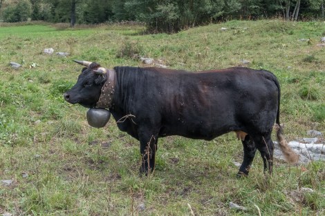 A Swiss cow with a very large bell