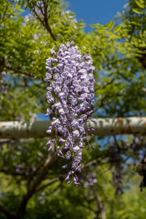 Wisteria
