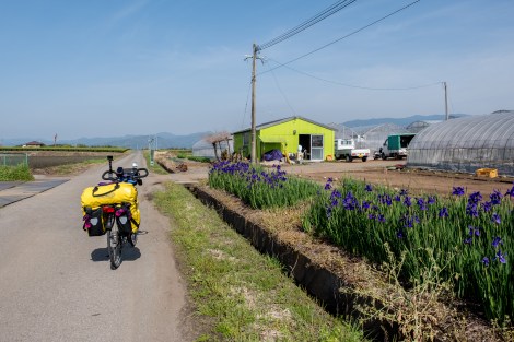 Cycling past irises, fields and greenhouses