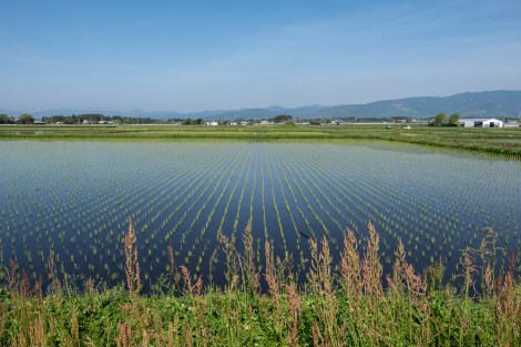Freshly planted rice fields