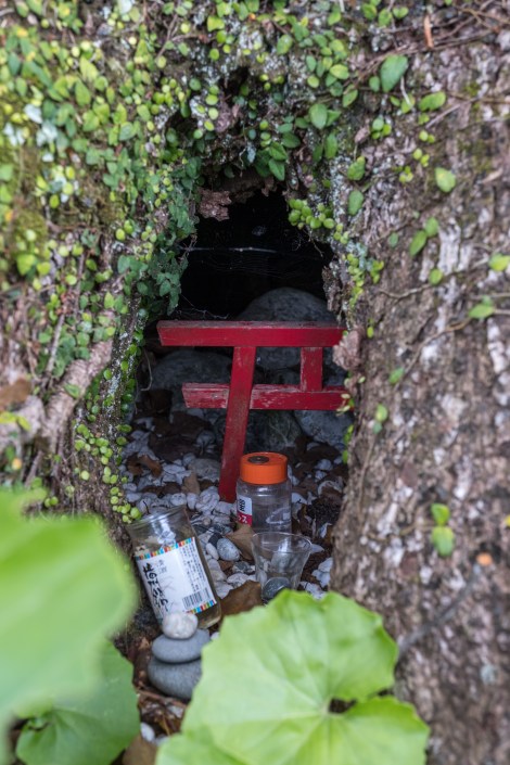 A Shinto torii gate within the small hollow of a tree