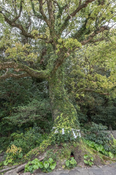 A large kusunoki (camphor) tree