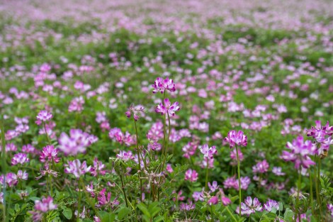 PPF - pretty pink flowers