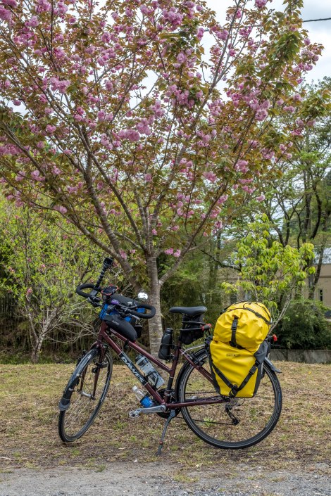 Momiji under the cherry blossom