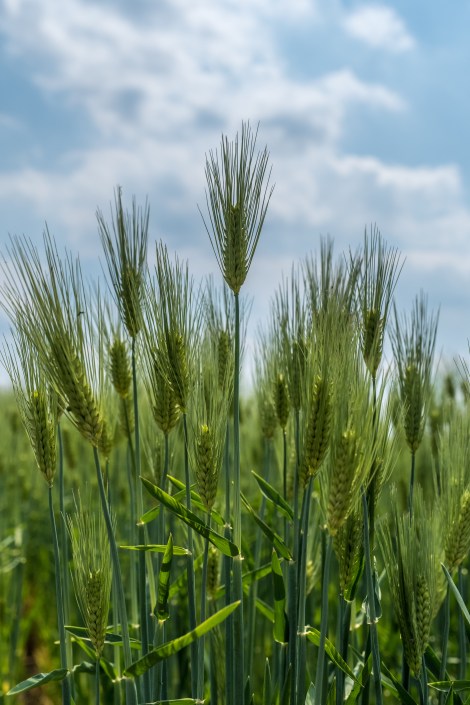 Barley in the fields