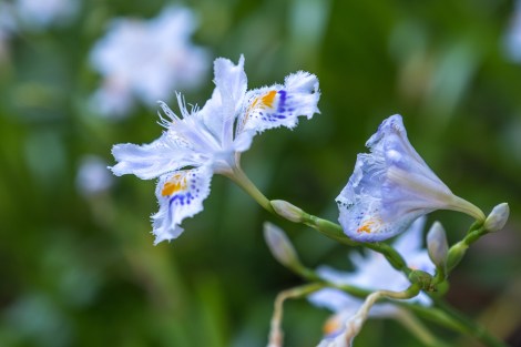 'Iris Japonica' (fringed iris)