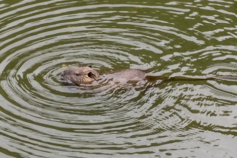 A 'nutoria' in a pond in Okayama prefecture