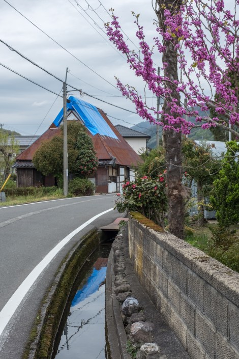 Plum blossom? and an old Japanese house that once would've had a thatched roof