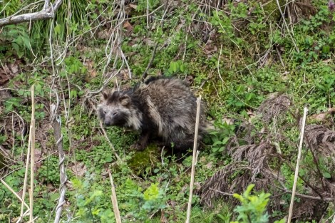 I've wanted to see a Tanuki in Japan forever, and this guy walked straight across the road in front of me... it was only as I tried to get a little closer that it ran away.