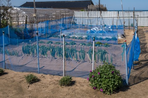 Veggies growing in the sand