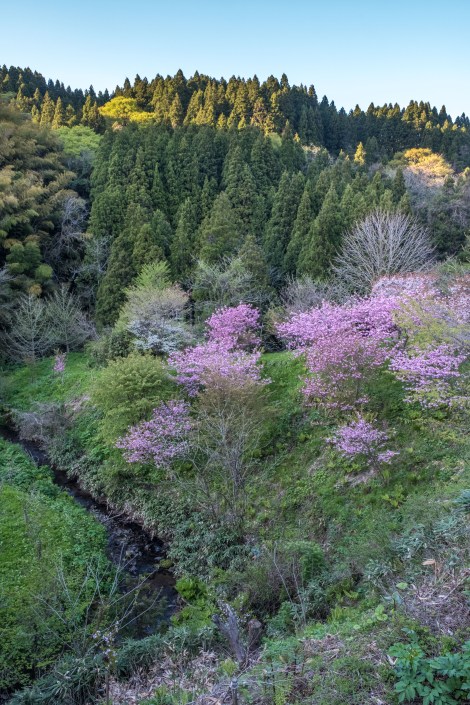 Cherry blossoms are still blooming here in the Noto Peninsula!