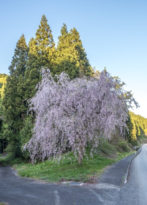 Cherry blossoms are still blooming here in the Noto Peninsula!