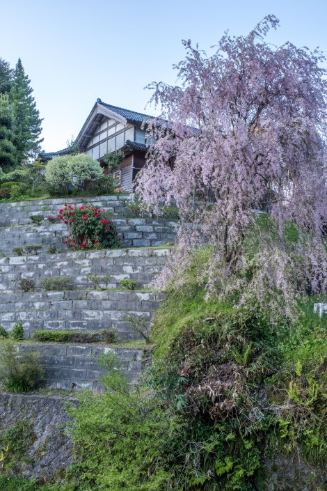 Cherry blossoms are still blooming here in the Noto Peninsula!