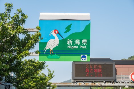 Welcome to Niigata Prefecture - the bird is a 'toki' - a crested Ibis