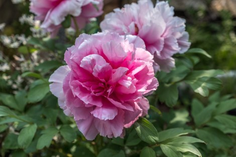 Peonies (botan)