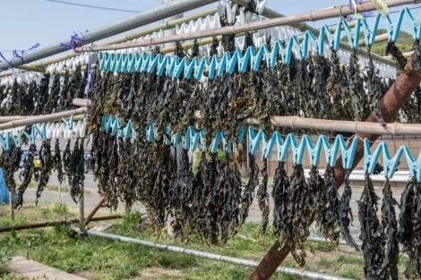 Drying seaweed
