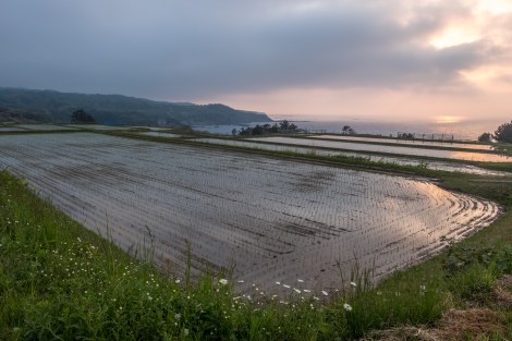 Sado Island rice fields