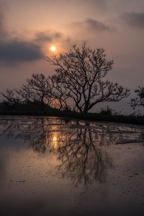 Sunset rice paddy reflections