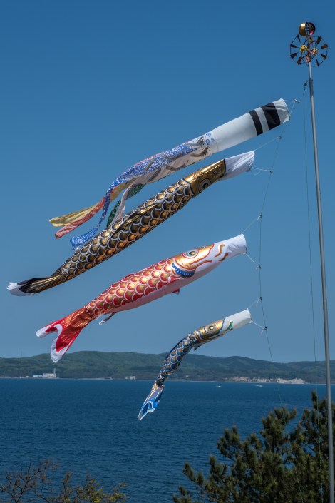 Carp kites flying at Shimafumi bakery & cafe, Sado Island