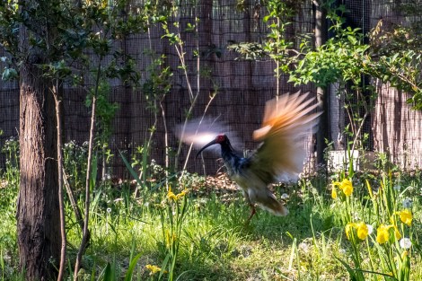 An ibis on Sado Island