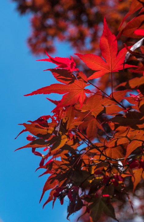 Momiji maple leaves in Tono
