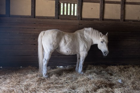 Horses were the most important part of life in the old days here in Tono