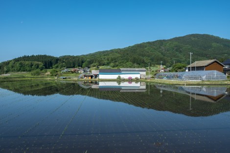 Rice paddy reflections