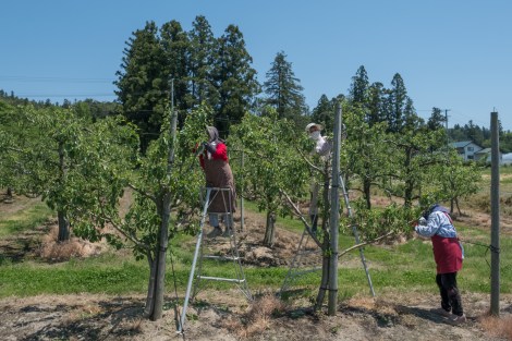 Pear trees, Iwate Prefecture