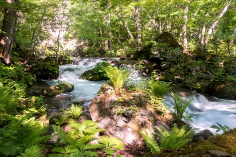 Oirase Stream (Route 102)