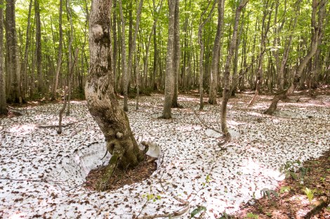 I'm climbing up again and there's more snow - I'd really like to roll around in it because today is soooo hot!