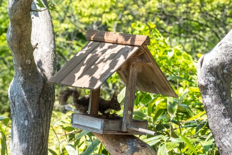A small squirrel visits Kanji and Mieko's garden