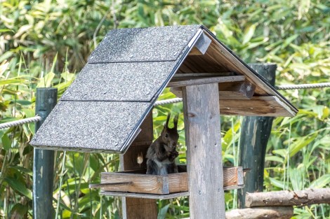 A small squirrel visits Kanji and Mieko's garden