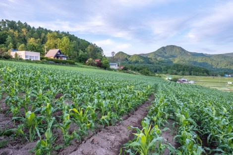 Corn and rice fields around Lake Toya