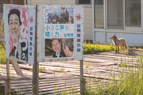 Hokkaido fox