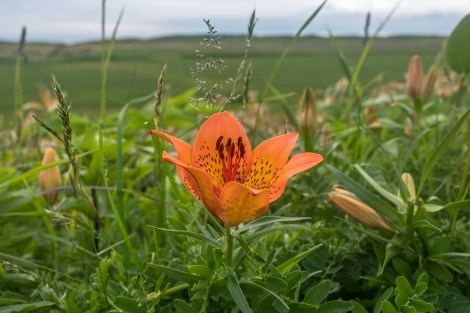 Wild tiger lilies by the roadside