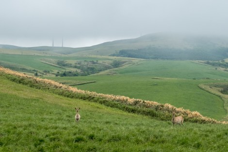 Deer on Soya hill